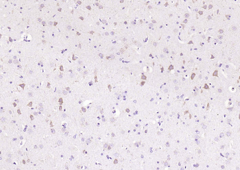 Cyclin G2 Rabbit Polyclonal Antibody