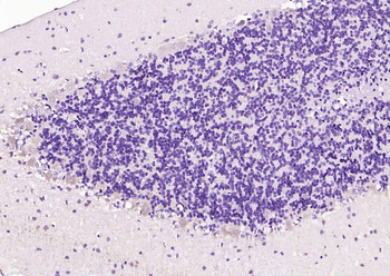 Cyclin G2 Rabbit Polyclonal Antibody