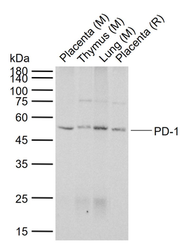 PD-1 Mouse mAb
