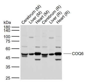COQ6 Rabbit Polyclonal Antibody