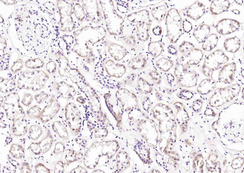 GGNBP2 Rabbit Polyclonal Antibody