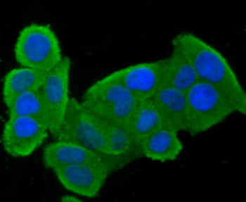 CLOCK Recombinant Rabbit Monoclonal Antibody
