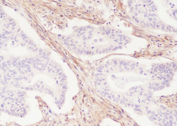CD90/Thy-1 Recombinant Rabbit Monoclonal Antibody