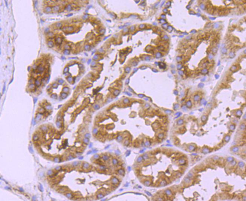 CD90/Thy-1 Recombinant Rabbit Monoclonal Antibody