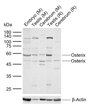 Osterix Rabbit Polyclonal Antibody