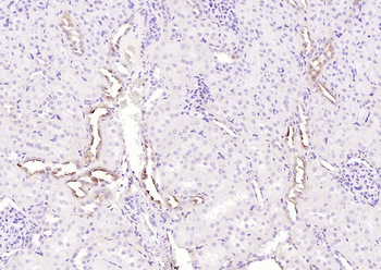 TMEM30A Rabbit Polyclonal Antibody
