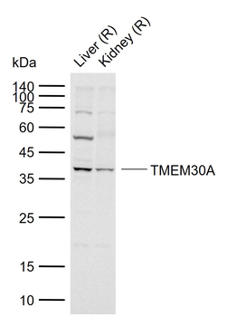 TMEM30A Rabbit Polyclonal Antibody