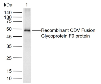 CDV Fusion glycoprotein F0 Mouse Monoclonal Antibody