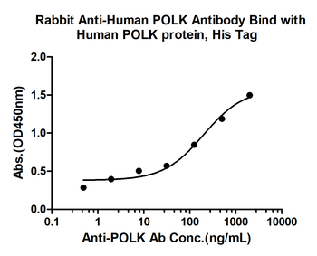 POLK Rabbit Polyclonal Antibody