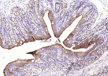 Villin Mouse Monoclonal Antibody