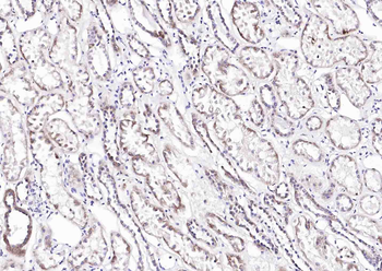 FAM134B Rabbit Polyclonal Antibody