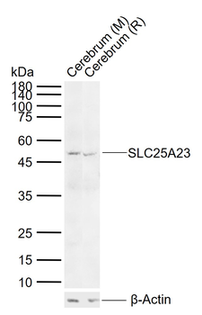 SLC25A23 Rabbit Polyclonal Antibody