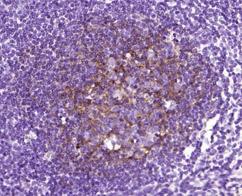 NGFR/p75NTR Recombinant Rabbit Monoclonal Antibody