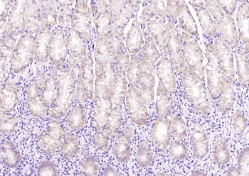 CD63 Mouse Monoclonal Antibody