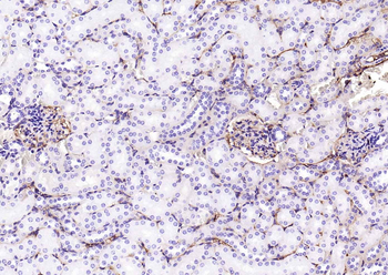 CD63 Mouse Monoclonal Antibody