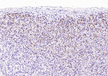 CD63 Mouse Monoclonal Antibody