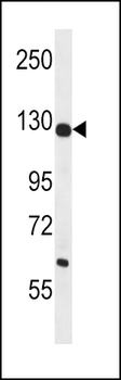 PCB Rabbit Polyclonal Antibody