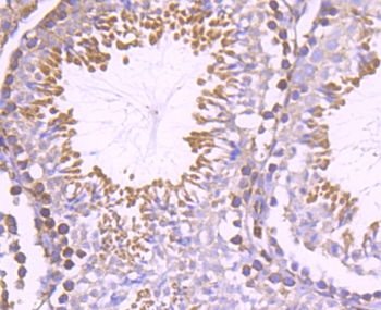 Nogo-A Recombinant Rabbit Monoclonal Antibody