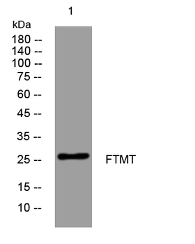 FTMT Rabbit Polyclonal Antibody