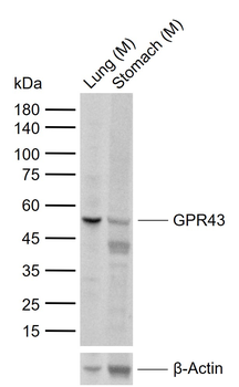 GPR43 Rabbit Polyclonal Antibody