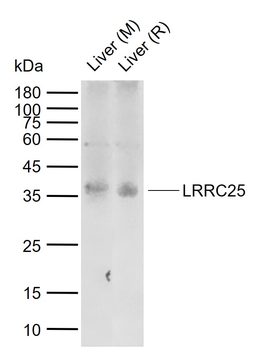 LRRC25 Rabbit Polyclonal Antibody