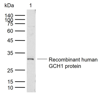 GCH1 Rabbit Polyclonal Antibody
