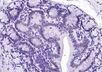 Histone H3 (mono methyl K79) Mouse Monoclonal Antibody