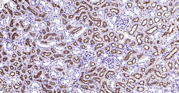 LRP2 Ready-To-Use IHC Kit