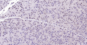 Rat GAPDH Ready-To-Use IHC Kit