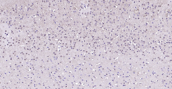 Mouse GAPDH Ready-To-Use IHC Kit