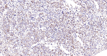 Cytochrome C Ready-To-Use IHC Kit
