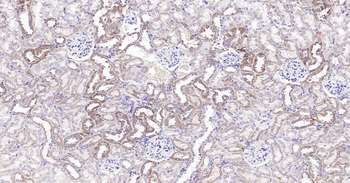 Cytochrome C Ready-To-Use IHC Kit