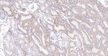 Cytochrome C Ready-To-Use IHC Kit