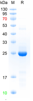 Recombinant human ADAMTS5 protein