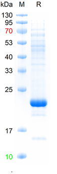 Recombinant mouse NPHS2 protein