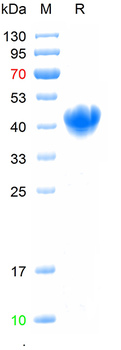 Recombinant mouse SPRR3 protein, N-His
