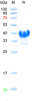 Recombinant mouse SPRR3 protein, N-His
