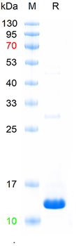 Recombinant mouse Secretin protein