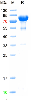 Human Lactoferrin