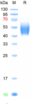 Recombinant mouse CD19 protein, C-His (HEK293)