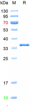 Recombinant human ZO-1 protein, N-His