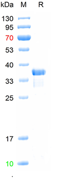 Recombinant human Neurexin 2 protein, C-His