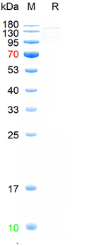 Recombinant CRISPR-Cas9 protein, C-His