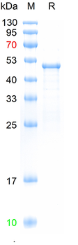 Recombinant MeV F protein, His