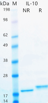 Recombinant human IL-10 protein (Active, HEK293)