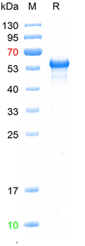 Recombinant mouse TSHR protein, His
