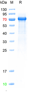 Recombinant human TLR2 protein, His