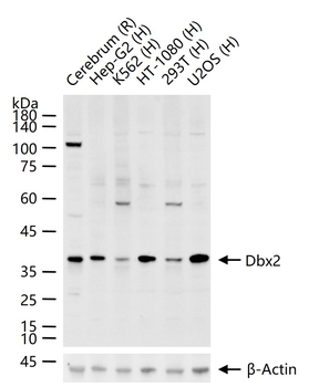 Dbx2 Rabbit Polyclonal Antibody