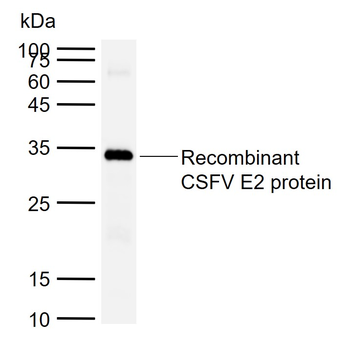 CSFV E2 Rabbit Polyclonal Antibody
