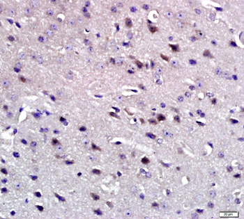 APR3 Rabbit Polyclonal Antibody